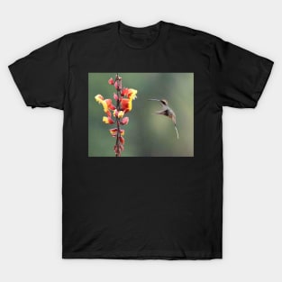 Hummingbird and two-tone flower T-Shirt